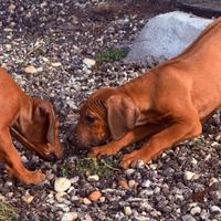 Cuccioli di razza Rhodesian Ridgeback