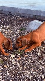 Cuccioli di razza Rhodesian Ridgeback