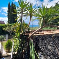 yucca pianta 290€ isernia 