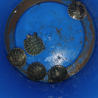Tartarughe d'acqua
