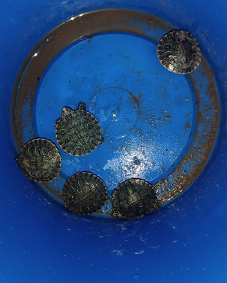 Tartarughe d'acqua