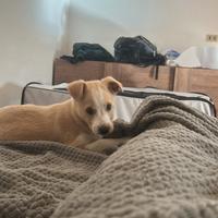 Adozione cucciola di 2 mesi