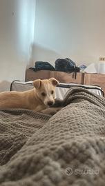 Adozione cucciola di 2 mesi