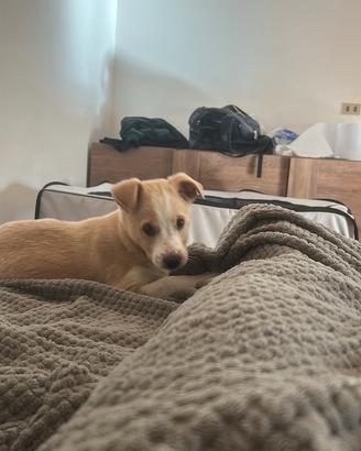 Adozione cucciola di 2 mesi
