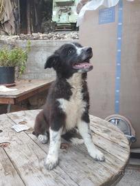 Cuccioli Pastore Lagorai con Border Collie