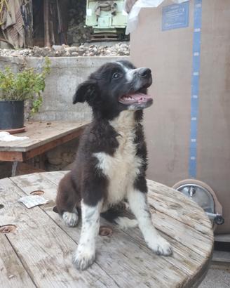 Cuccioli Pastore Lagorai con Border Collie