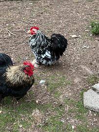 Galli cocincina nana