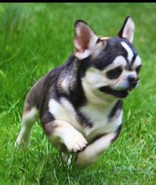 Chihuahua stalloncino