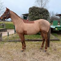 Cavallo purosangue arabo