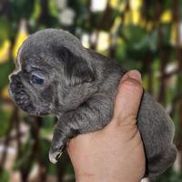 Bulldog Francese mini