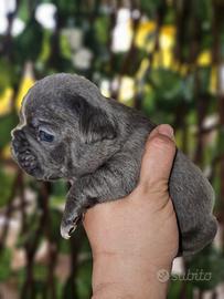 Bulldog Francese mini