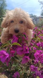 Lumi Maltipoo
