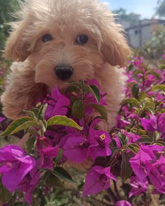Lumi Maltipoo