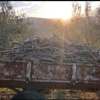 Legna da ardere di ulivo per aziende-legnaie