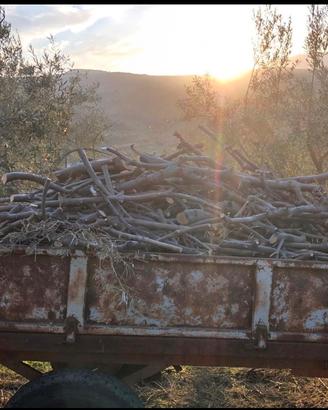 Legna da ardere di ulivo per aziende-legnaie