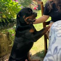 In adozione Rottweiller