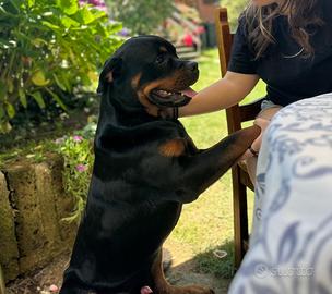 In adozione Rottweiller