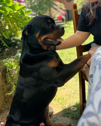 In adozione Rottweiller