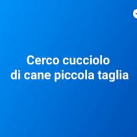 Cucciolo di cane piccola taglia