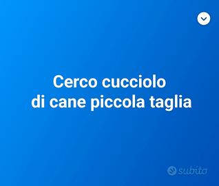 Cucciolo di cane piccola taglia