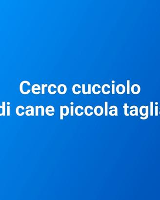 Cucciolo di cane piccola taglia