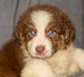 Pastore australiano Australian Shepherd cuccioli