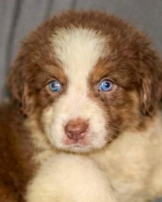 Pastore australiano Australian Shepherd cuccioli