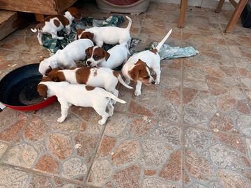 Jack russell pelo raso