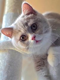 British Shorthair Pedigree ENFI 