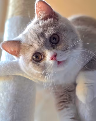 British Shorthair Pedigree ENFI 