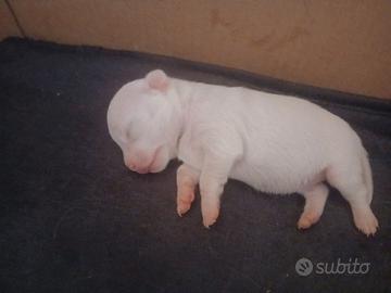 Cuccioli chihuhua