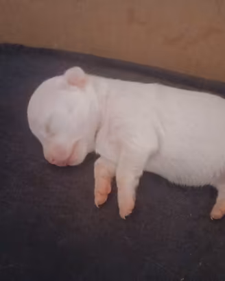 Cuccioli chihuhua