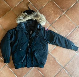 Canada goose