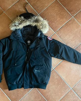Canada goose