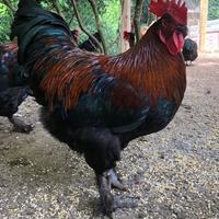 Marans nero Ramato