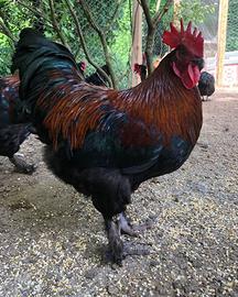Marans nero Ramato