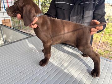 Cuccioli di Kurzhaar