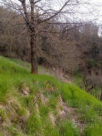 Terreno ex vigneto