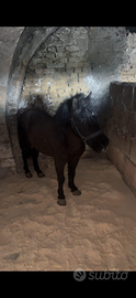 Mini pony