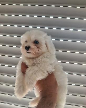 Cuccioli di maltese mini