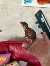 Rhacodactylus auriculatus