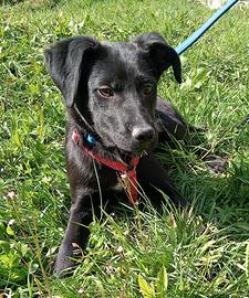 Zac dolcissimo cucciolo