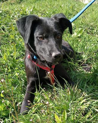 Zac dolcissimo cucciolo