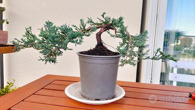 Bonsai di cipresso, con vaso personalizzabile 