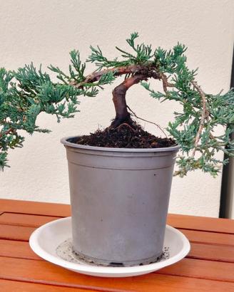 Bonsai di cipresso, con vaso personalizzabile 