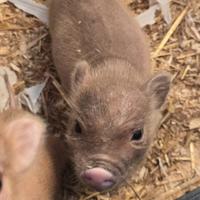 Maialini da compagnia razza Juliana