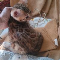 Gattina Bengala colore unico pedegree afsi anche b