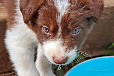 Border collie cuccioli