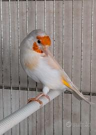 Femmina Isabella pastello