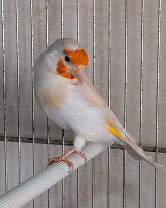 Femmina Isabella pastello